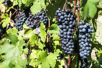 Uve nelle vigne del Sassella e Inferno in valtellina