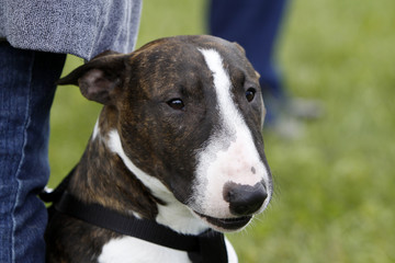 Bullterrier