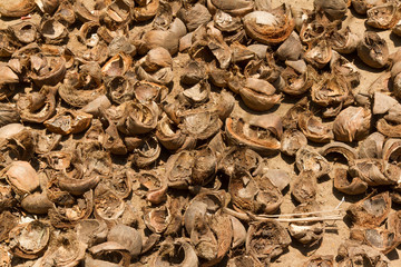 Pile of discarded coconut husks