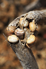 TIERE_0014_Schnecken