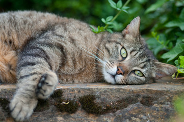 tigerkatze ruht sich aus