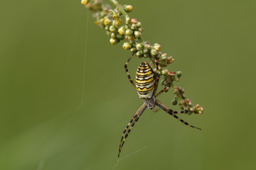 Wespenspinne