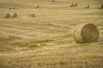 Fototapeta premium Bales in field