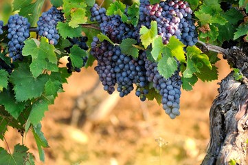 Grapes