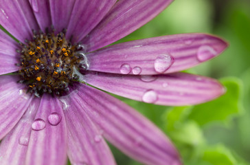 Obraz premium Closeup of purple flower with raindrops