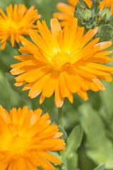 Closeup of orange flowers in a garden