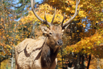 cervidé en automne