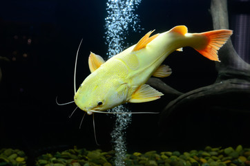 Gold Bagrid catfish