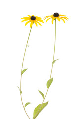 Rudbeckia fulgida