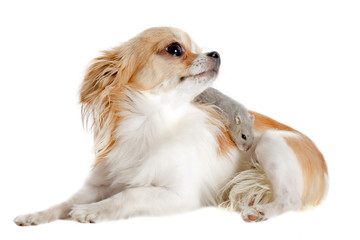 chihuahua and Djungarian hamster