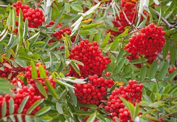 Wet rowan tree with bright red berries