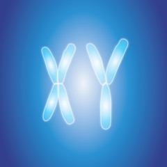 Naklejka premium chromosomes X Y