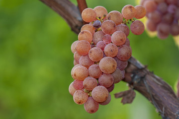 Weintraube am Rebstock