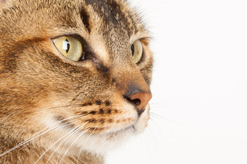 close up of a Abyssinian