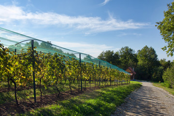 Vineyard