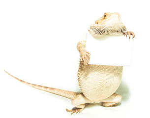 lizard holding card in hand on white