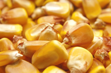 Closeup of corn seeds as agriculture background