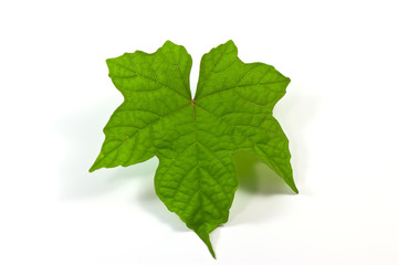 Herb leaf.