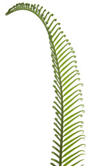 young palm leaf on white background