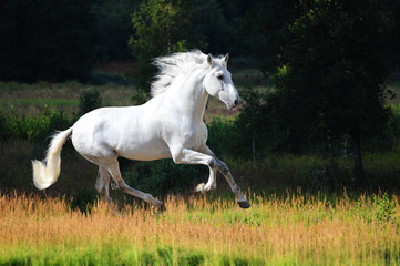 White Andalusian horse runs gallop in summer - 45699508