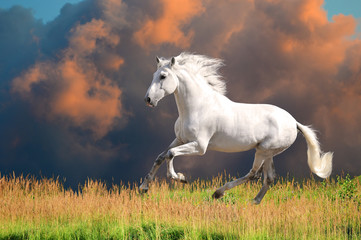 Obraz na płótnie Canvas Biały andaluzyjski koń biegnie galopem w lecie