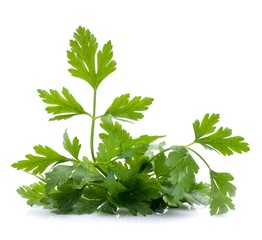 Glatte Petersilie