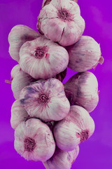 Grappe d'aulx fond violet (Allium sativum)
