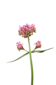 Red Valarian