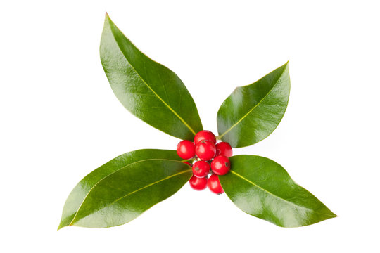 Christmas holly (Ilex) with berries, isolated on white