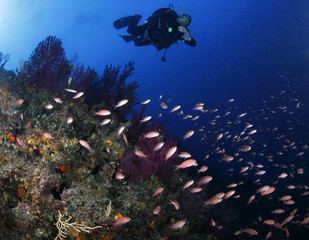 pesci rossi acquario mediterraneo © marcodeepsub