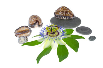 passionflower with stones and cockleshells