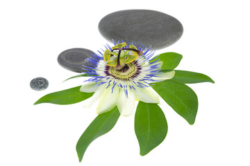 passionflower with stones and cockleshells, closeup
