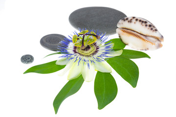 passionflower with stones and cockleshells on a leaf