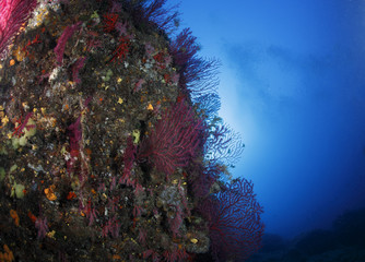 gorgonie corallo acquario mediterraneo © marcodeepsub