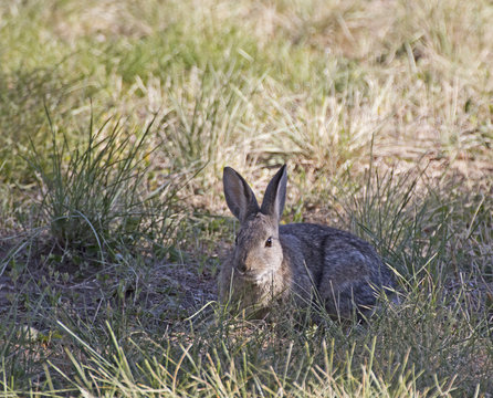 Alert early morning bunny rabbit eating in a field