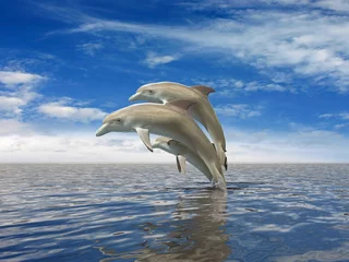Raamstickers Dolfijnen © ArchMen