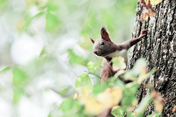 squirrel
