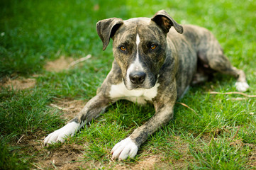 American Staffordshire