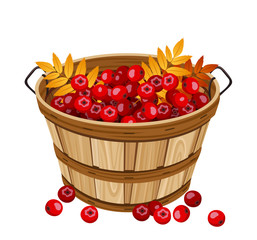 Vector illustration of basket with cherries.