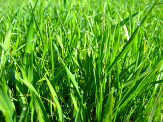 Thrickets of a high green grass