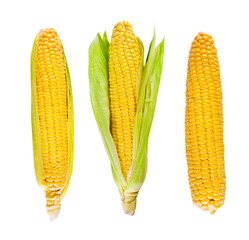 Fresh organic corn on white background © Belikova Oksana
