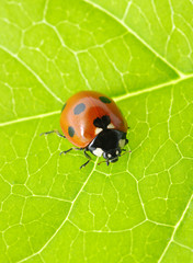ladybug