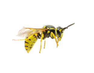 wasp