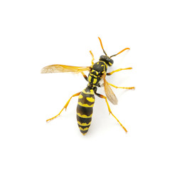wasp