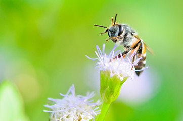 Small bees. Clean legs and mouth on Goat Weed