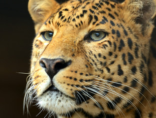 Obraz premium Leopard