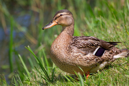 A female wild duck