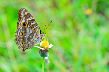 Lemon Pansy, Close-up of a brown patterned butterfly with large