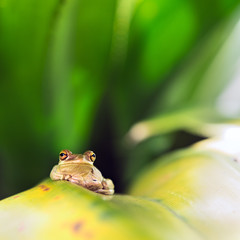 Cuban Tree Frog (Osteopilus Septentrionalis)