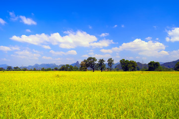 The field near Thathek. Laos.